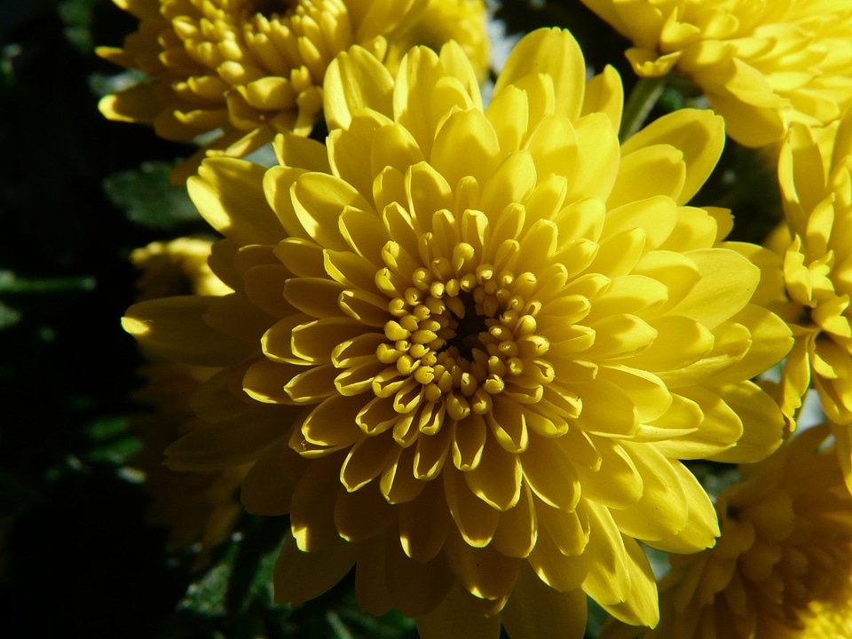 Chrysanthemum ornamental plant flower
