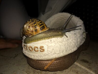 Snail crocs shoe