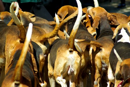 Hunting dog pack hunting