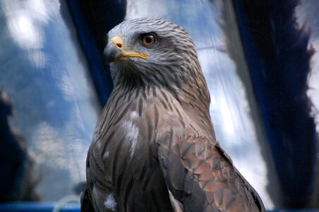 Bird predator cage photo