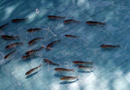 Pond fauna fresh water