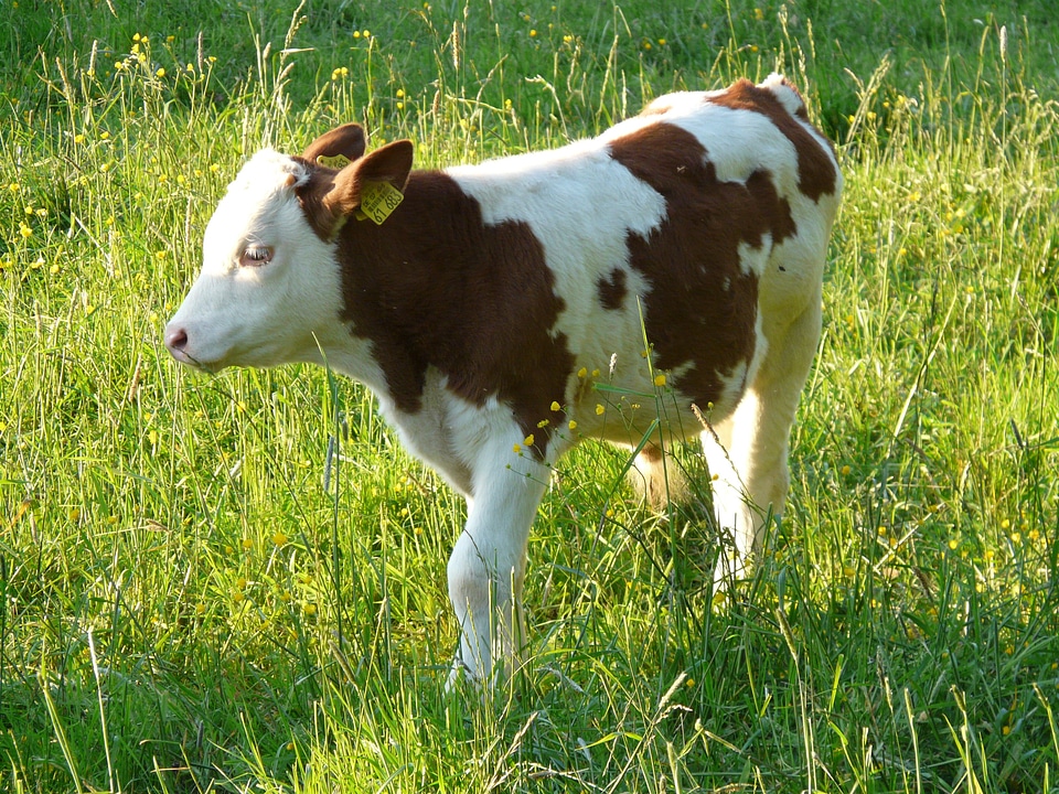 Domestic cattle beef bos primigenius taurus