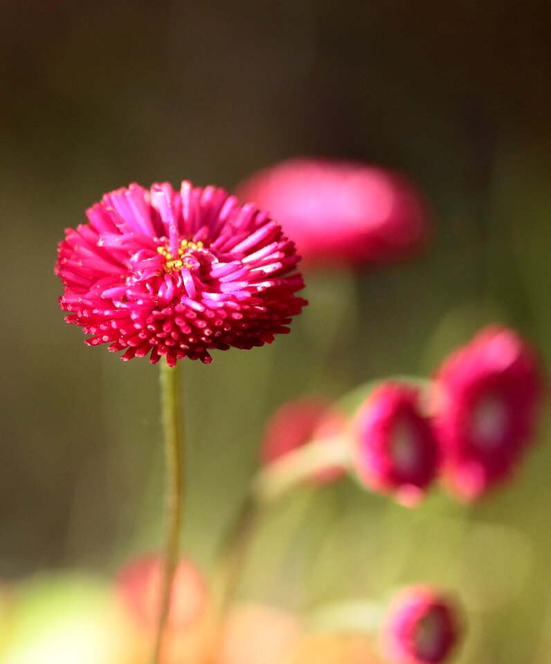 Flowers summer garden