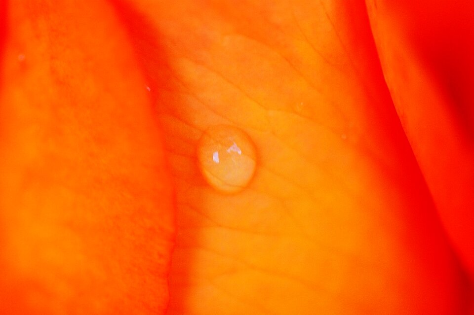 Drop of water hookah flower
