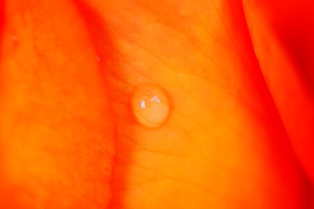 Drop of water hookah flower