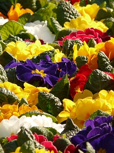 Color flower bloom