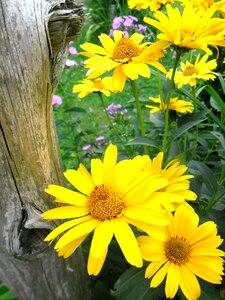 Garden nature marguerite