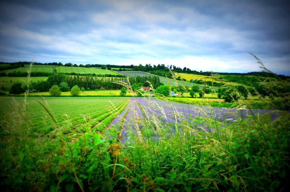 Crop harvest england