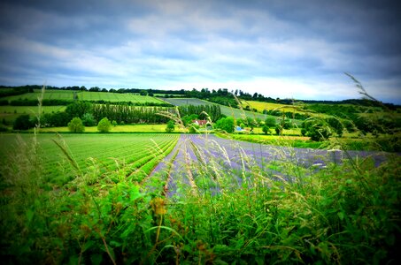 Crop harvest england