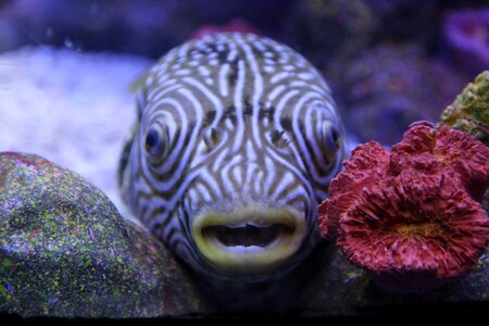 Sea fishes aquarium