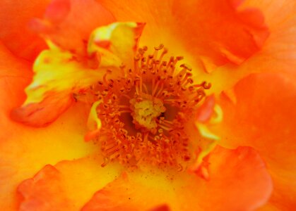 Rose bloom macro beautiful photo