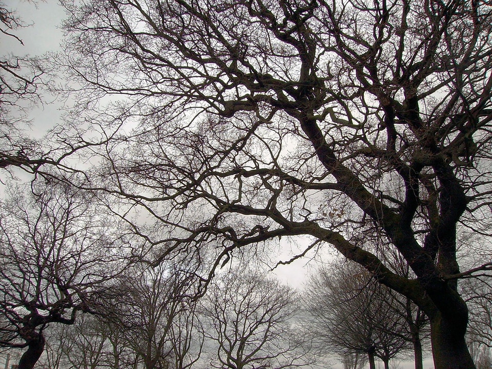 Branches bare scenery