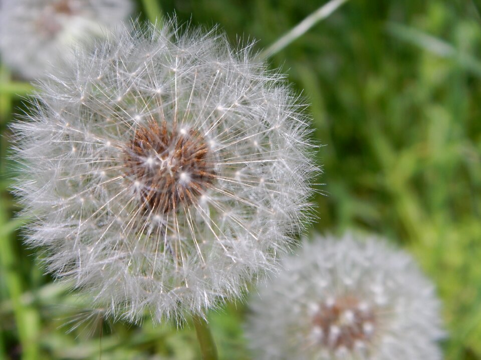 Flower green