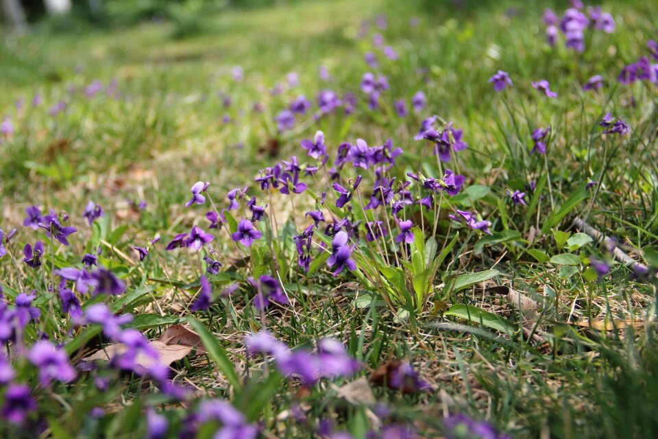 Natural the scenery flowers
