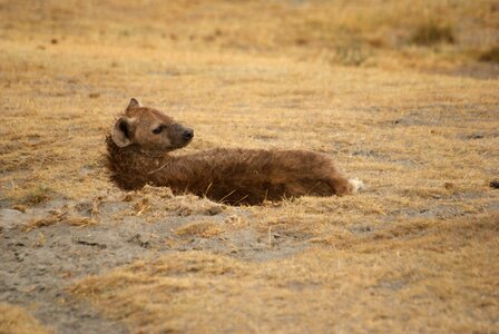 Hyena ngorongoro safari photo