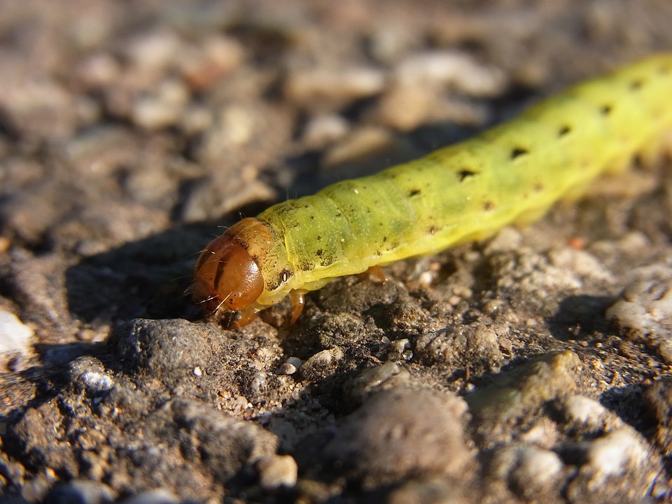 Butterfly caterpillar animal nature