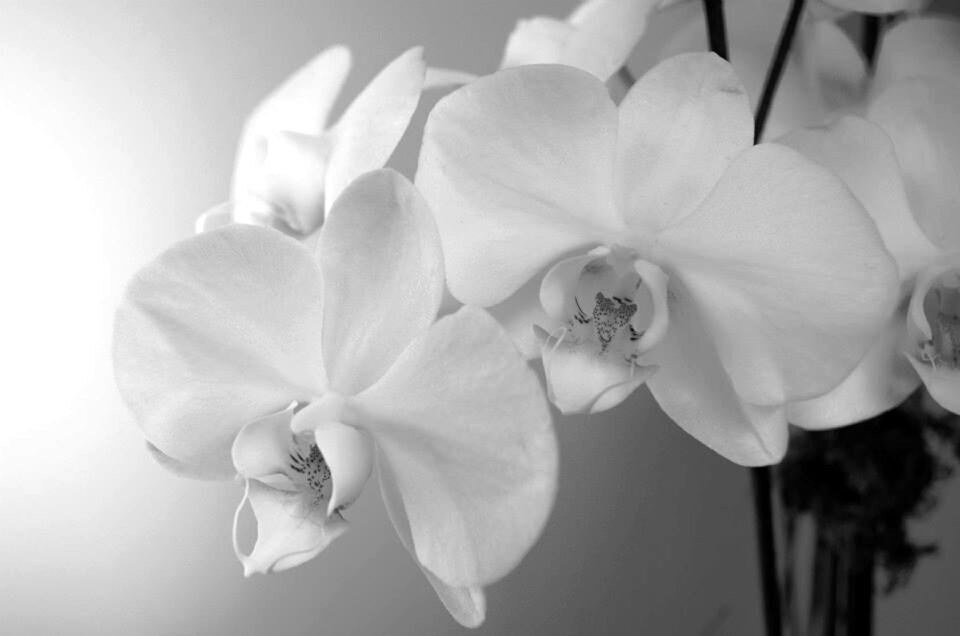 Bloom botanical natural