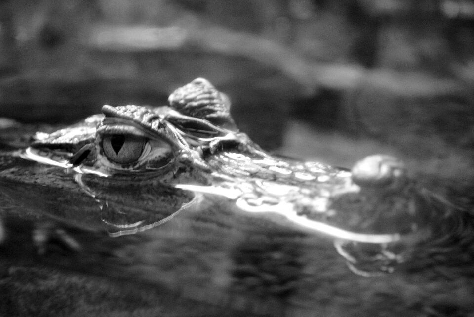 Aquatic predator black and white hunter