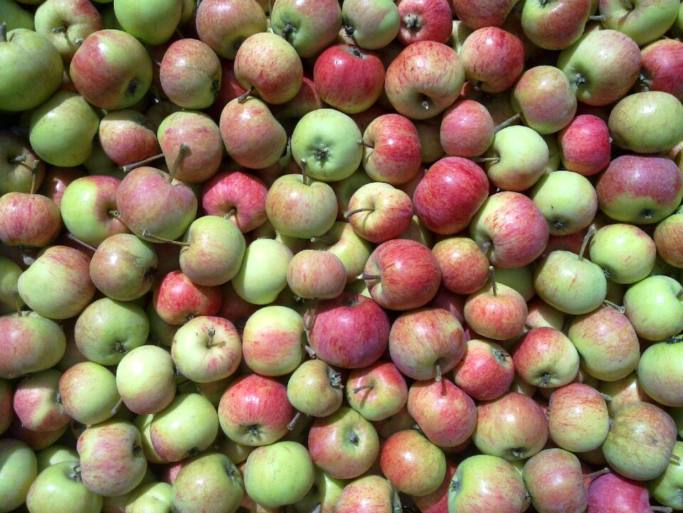 Apples wallpaper a pile of