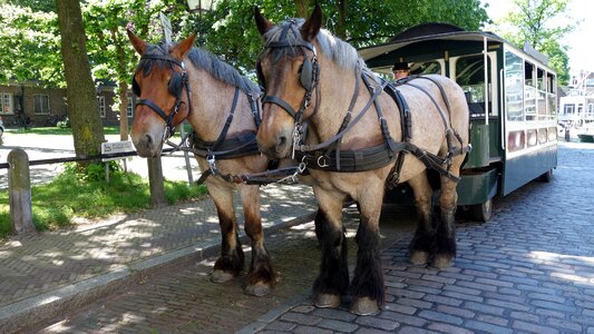 Netherlands holland draft horses photo