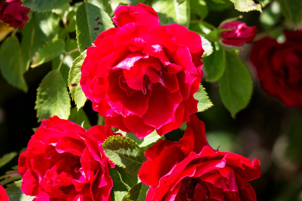 Rose bloom magenta red rose
