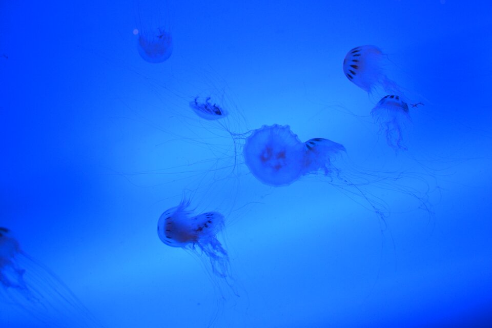 Ocean aquarium animal