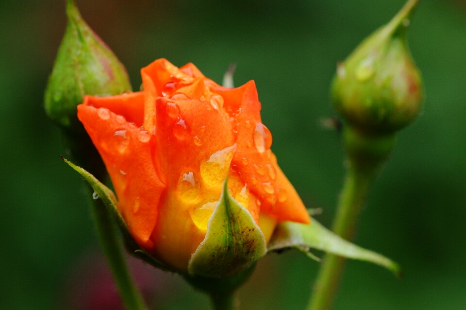 Rose bloom nature color