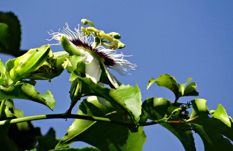 Passionfruit passiflora edulis vine