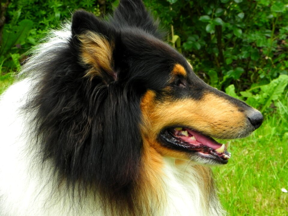 Purebred dog view three coloured