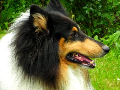 Purebred dog view three coloured