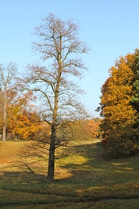 Berlin niko let trees rehwiese