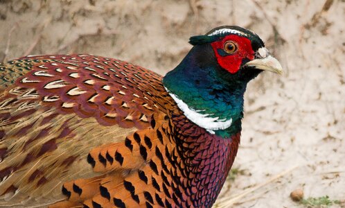 Colorful feather plumage