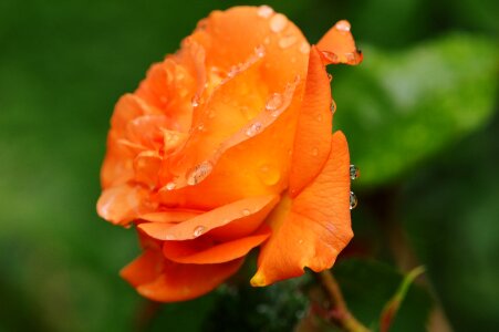 Rose bloom nature color