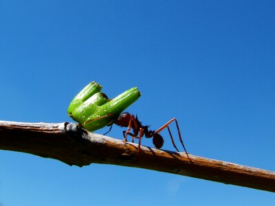 Ants tree insects