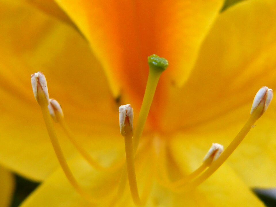 Bloom pistil yellow photo