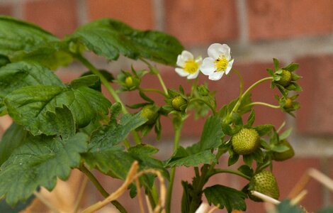 Strawberry garden macro