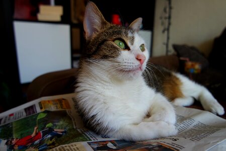 Cute cat mieze cat face