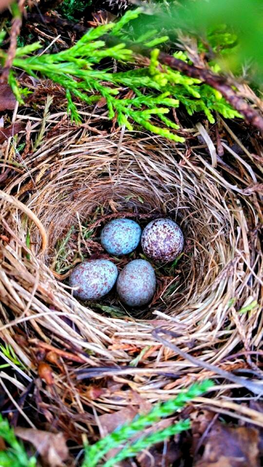 Spring nature wildlife