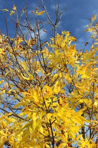 Autumn nature season