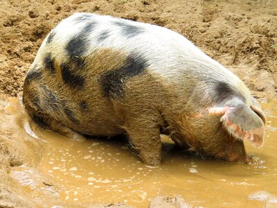 Farm dirty wallow