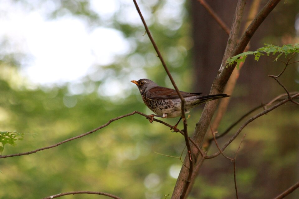 Branches nature ornithology