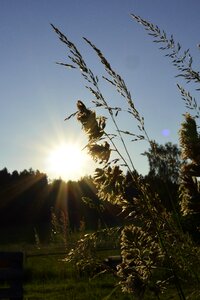 Abendstimmung summer field photo