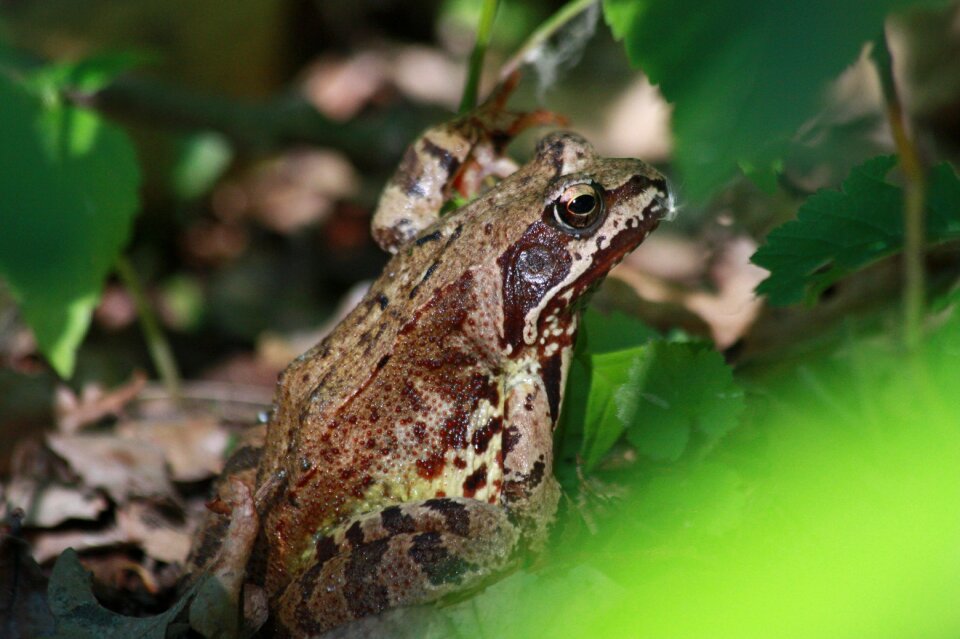 Amphibian nature green photo