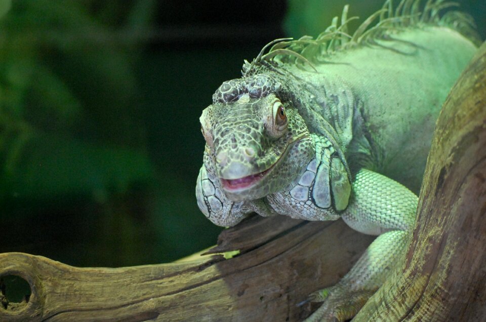 Smile green smile