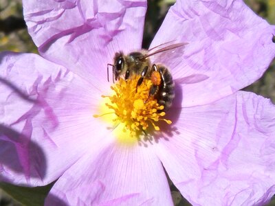 Flower pollen nectar
