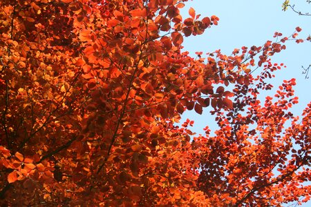 Leaves sunlight spring photo