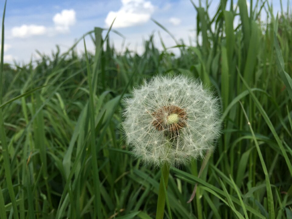 Nature plant green
