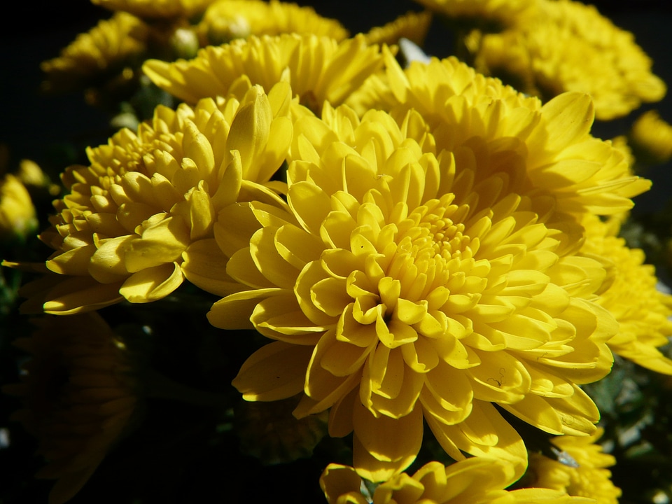Chrysanthemum ornamental plant flower