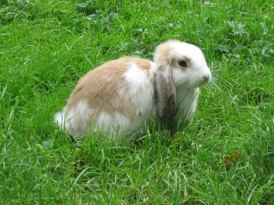 Dwarf rabbit hare floppy ear