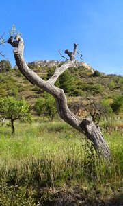 Almond tree sky trunk
